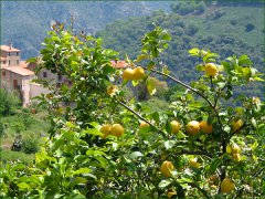 AS047_citronnier
