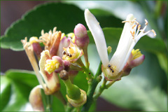 AS047_fleur-de-citronnier