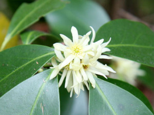 Badiane-en-fleurs