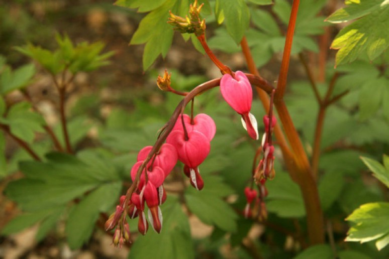 Coeurs-de-Marie5