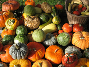 Courges-de-toutes-les-couleurs---Automne-2008-au-Musee-Agri