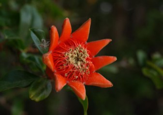 Granatapfelblute_3