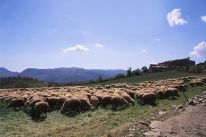 Les_Fromageries_Occitanes_-_Brebis_Roquefort_HD