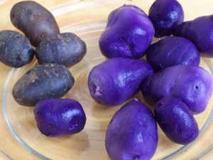 Potatoes_Vitelotte