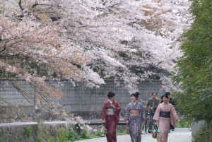 Sakura
