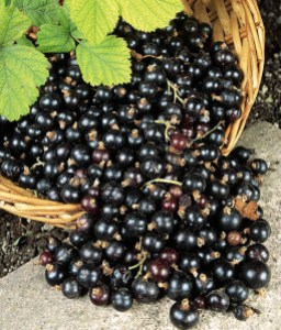 blackcurrant01