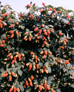muroise-fruit
