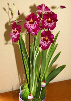 orchidee-1w
