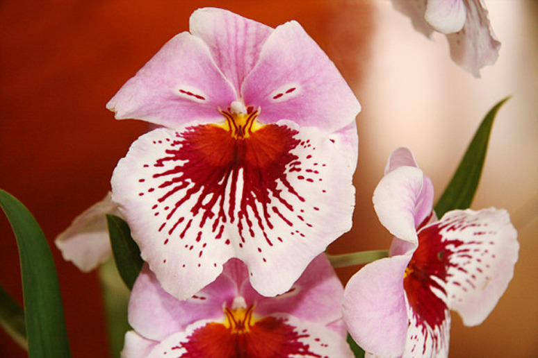 orchidee-pensee-3w