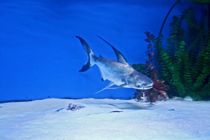 pangasius-hypophthalmus-iridescent-shark-aquarium