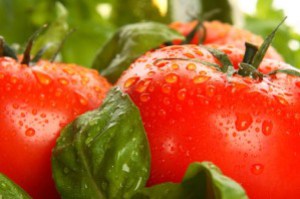 tomate-ronde