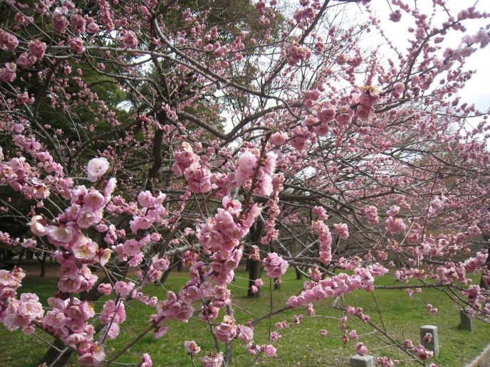sakuras