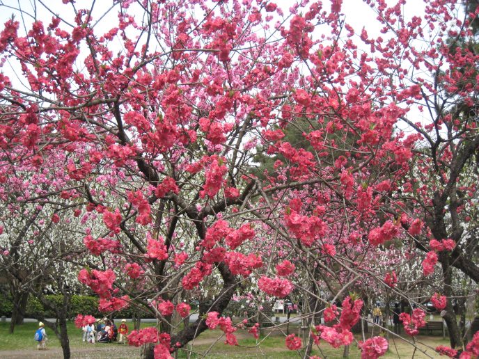 sakuras