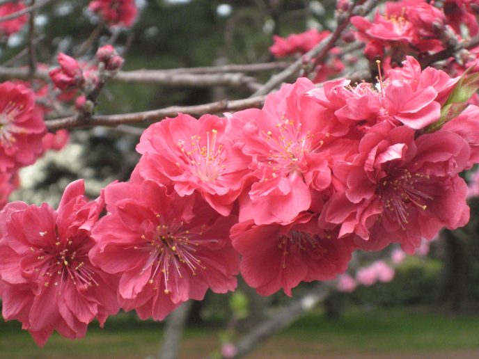 sakuras