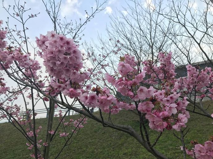 sakuras