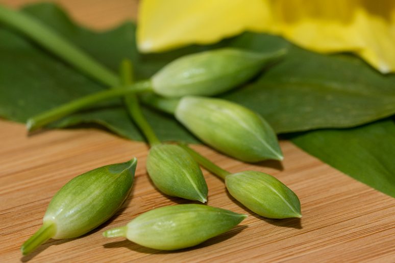 boutons floraux