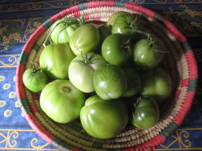 tomates vertes