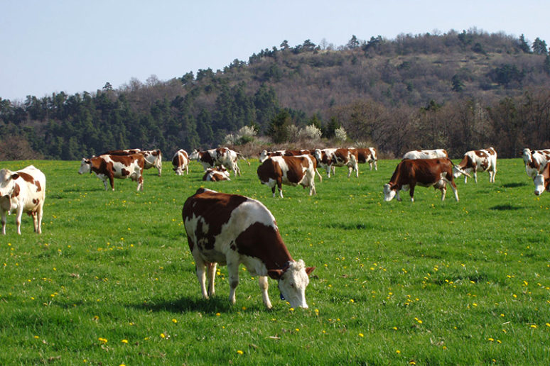 franche-comté