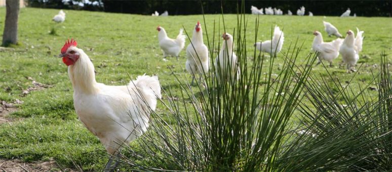 poulet de bresse