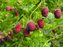 framboises