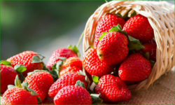 fraise