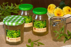 verveine