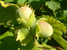 noisettes