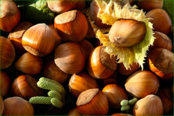 noisettes