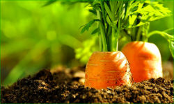 carottes