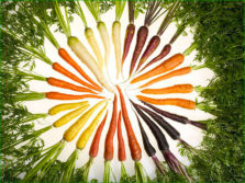 carottes