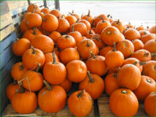 citrouilles
