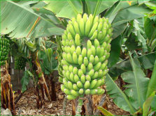 banane