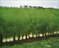 fenouil