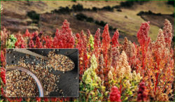 quinoa