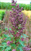 quinoa