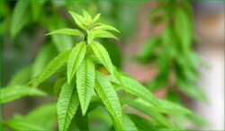 verveine