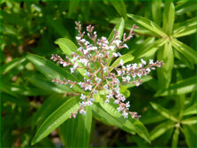 verveine