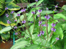 verveine