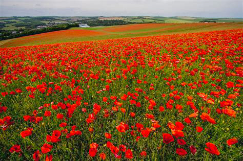 coquelicots