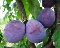 prune