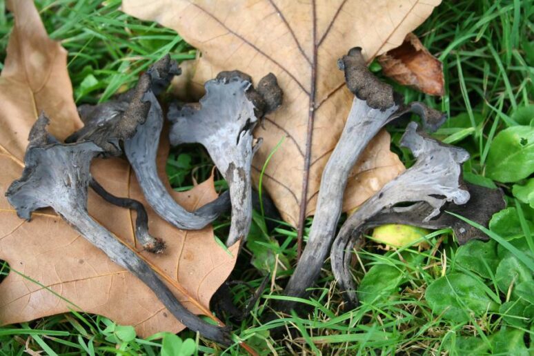 trompettes de la mort