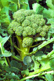 brocoli 