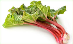 rhubarbe