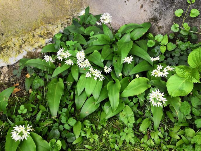 ail des ours