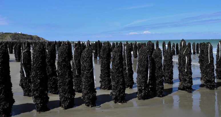 moules