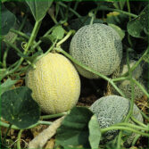 melon