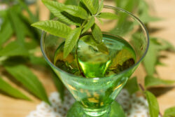 liqueur de verveine