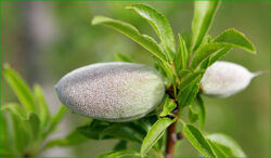 amandes