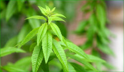 verveine