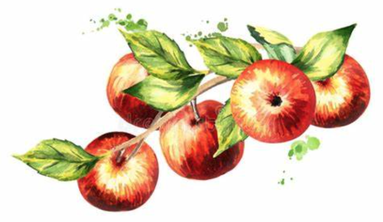 frise -branche de pommes